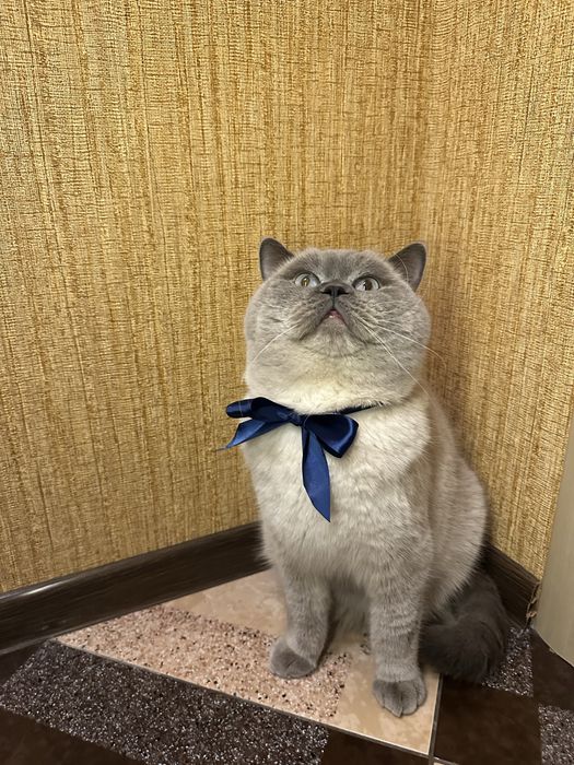 В’язка кота шотландця прямовухого (окрас блю-поінт)