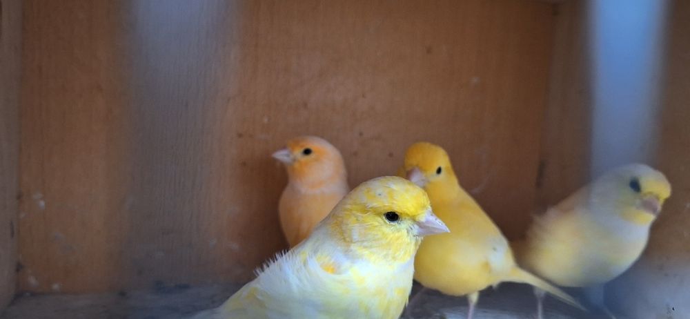 Kanarki samiczki 2024r. I 2025r