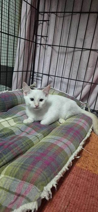 Gatos bebés para adoção consciente