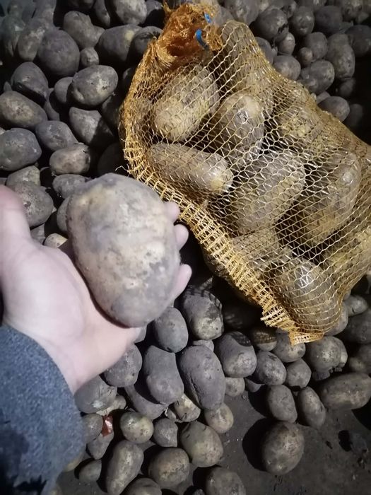 Ziemniaki 15 kilo bardzo smaczne prosto z gospodarstwa wysyłka paczkom