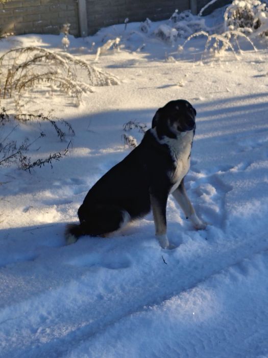 Собачка безкоштовно