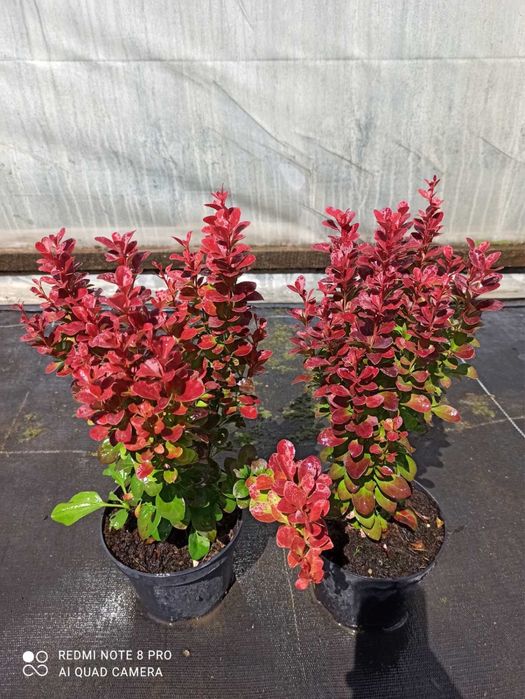 Туя,самшит- доступна ціна-є опт