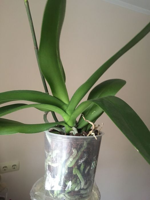 Фаленопсис. Орхидея.