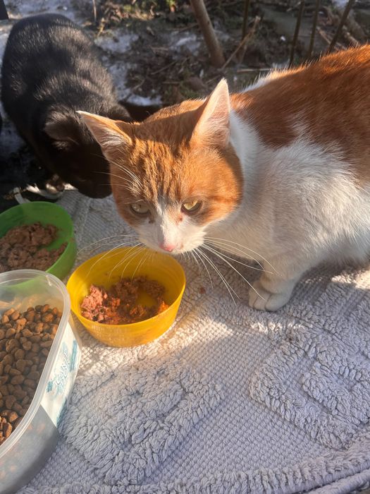 Rudy bardzo marźnie, prosi o dom.