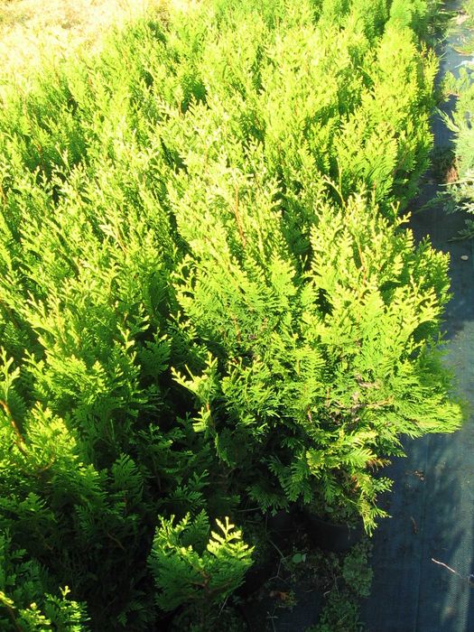 Thuja, Tuja Kórnik, 100-140cm, doniczka, 600538600