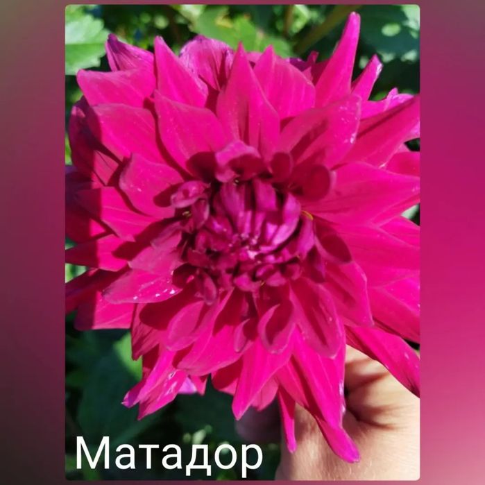 Клубні жоржин різних сортів