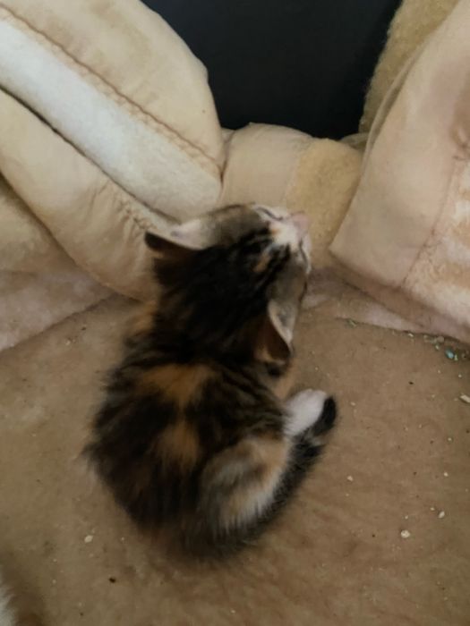Gatinhos para adoção responsável zona Oeste