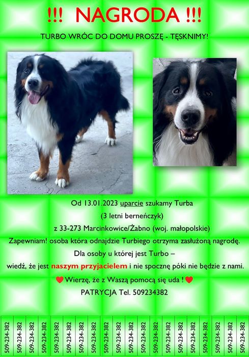 Berneńczyk zaginiony