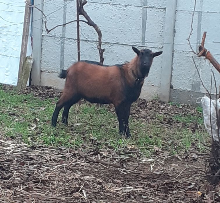 Продам козлят (альпо-чехи)
