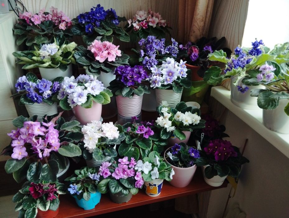 Фіалки Квіти/вазони