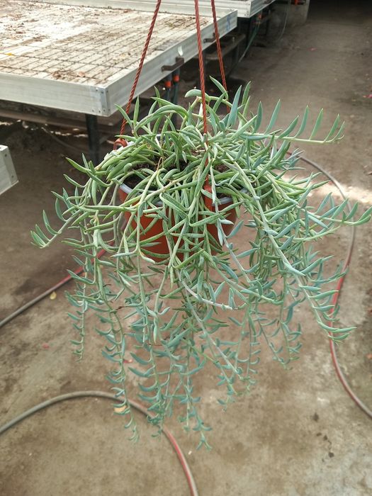 Senecio Hook doniczka wieszakowa fi 14