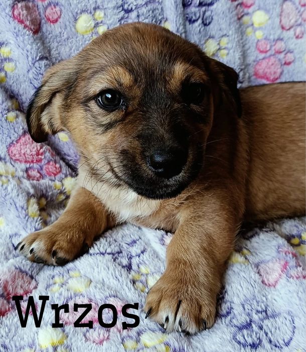 Kochane maluchy czekają na nowe przygody (docelowo będą małymi pieskami)