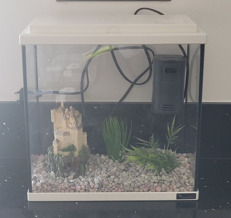 Aquário com decoração