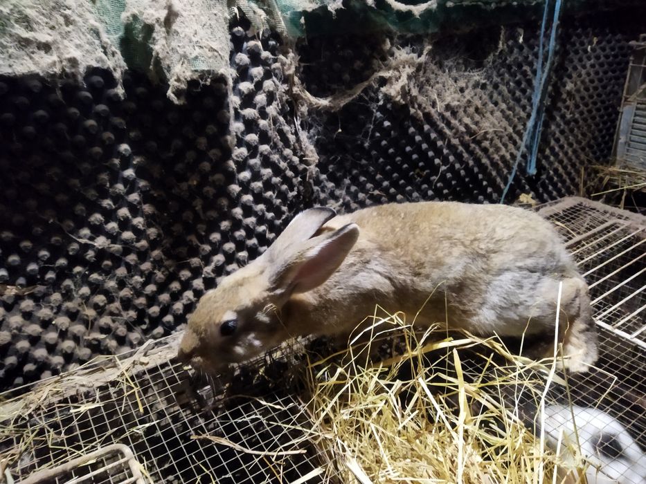 Vendo Coelhos com mais de 3 meses