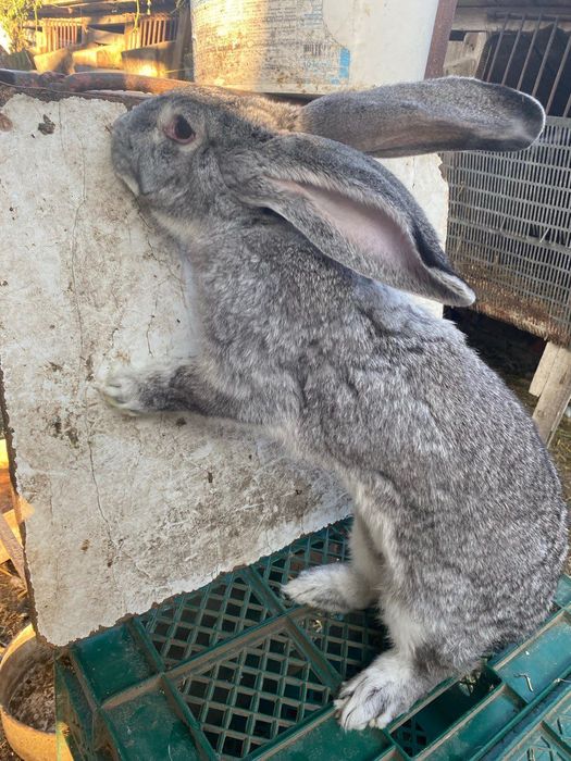 Продам кролі. Шиншила, французький баран