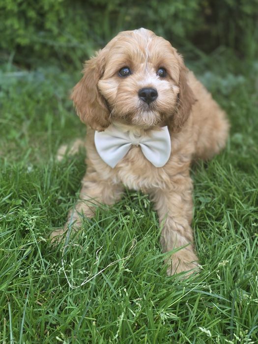 Cavapoo f1 piesek szczeniak z metryką dwumiesięczny