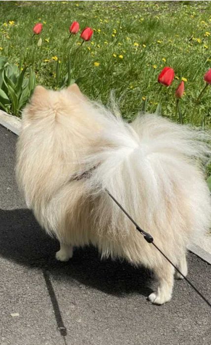 Шпиц 8 месяцев, мальчик.