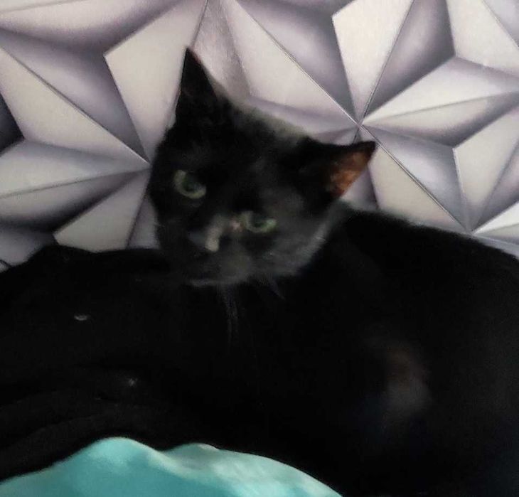 cudowna kicia potrzebuje znaleźć domek