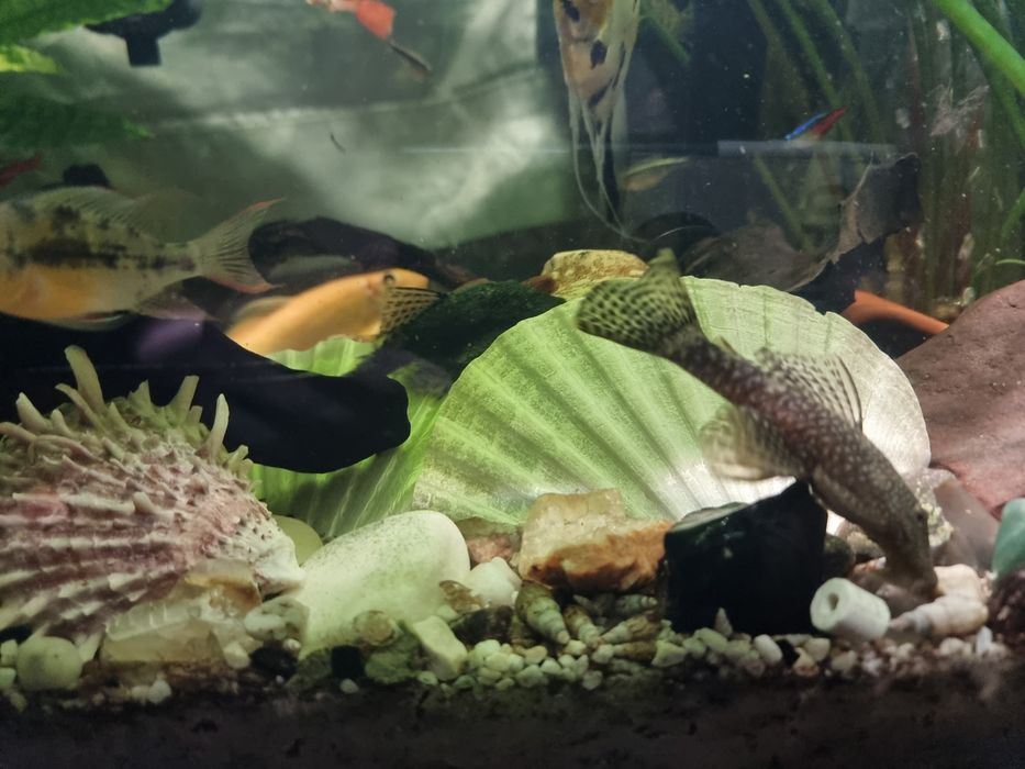 ZBROJNIKI zdrowe z ogólnego akwarium.