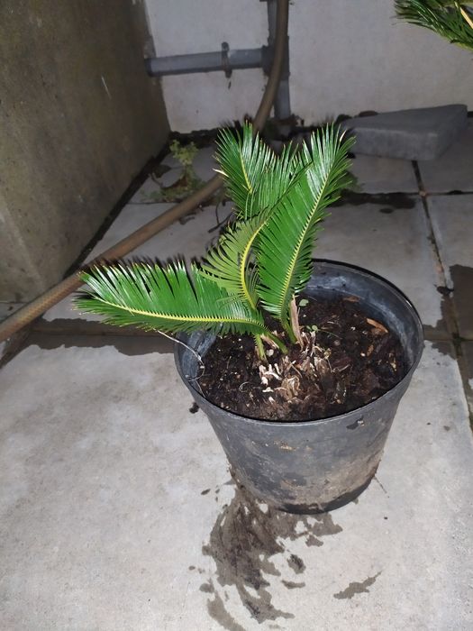 Palmeiras Cycas Revoluta