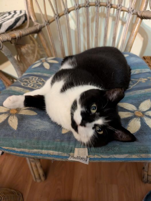 kotka LINKA szuka domu