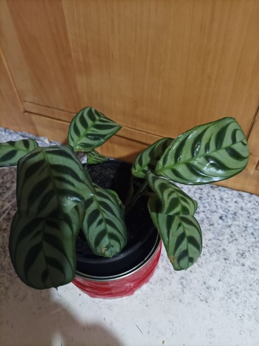 Ктенанта, строманта триколор