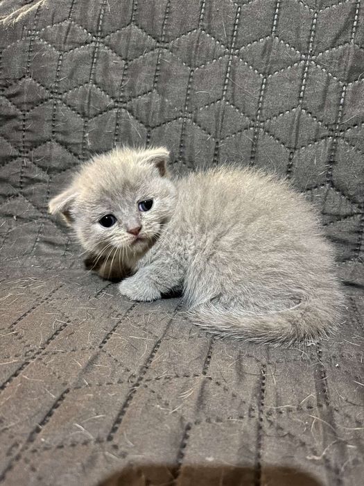 Продам сладеньких котят
