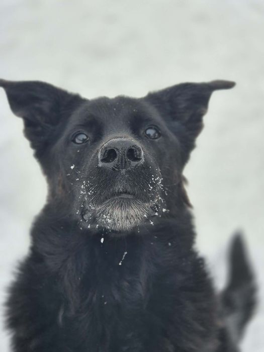 Melo szuka swojego człowieka