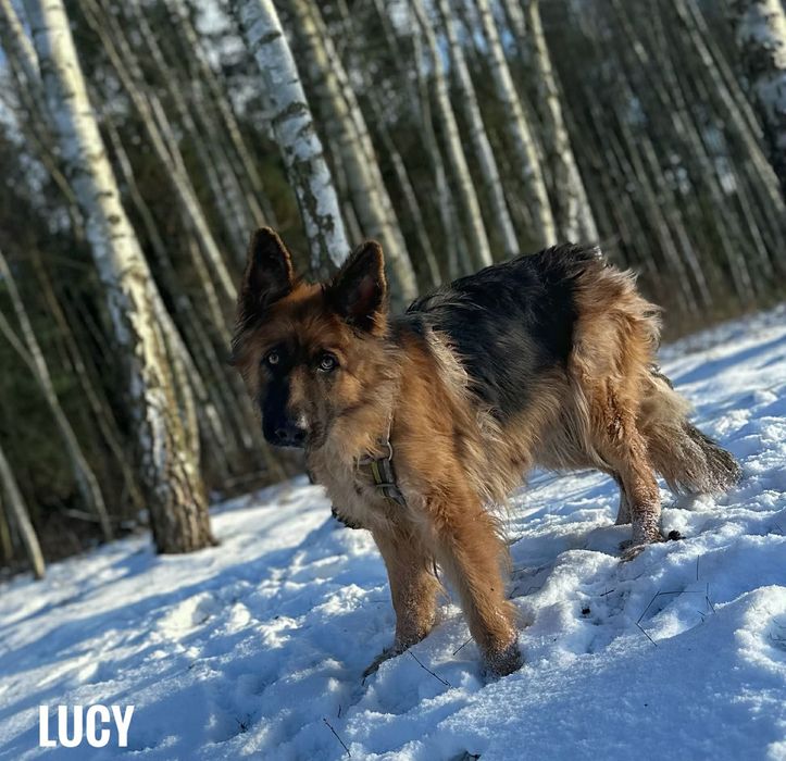 1 roczna, owczarek niemiecki długowłosy, Lucy, adopocja za darmo oddam