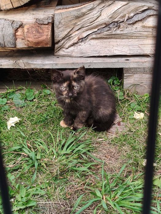 Małe koty do adoptcji