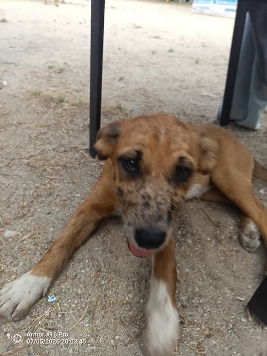 Cadelinha bebé 3 meses para dar