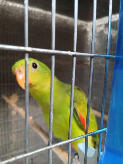 Vendo uma fêmea redewing