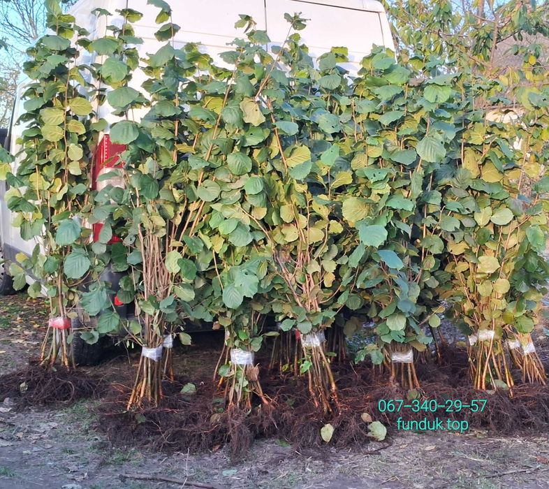 Саджанці фундука. Каталонський, Гарібальді, Трапезунд. Та інші.