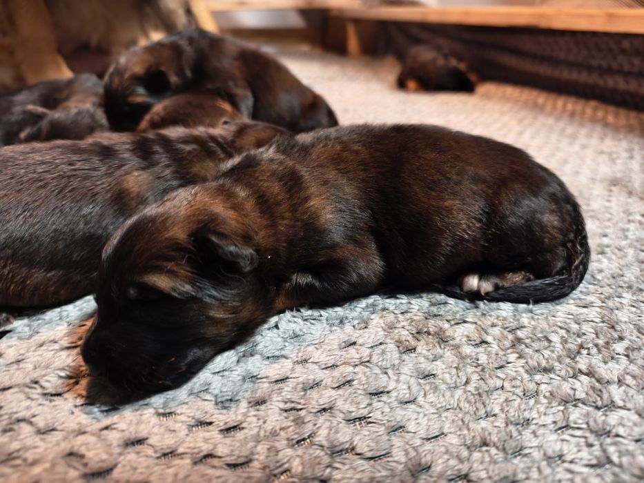 Owczarek Niemiecki Długowłosy FCI ZKwP wilczasta suka