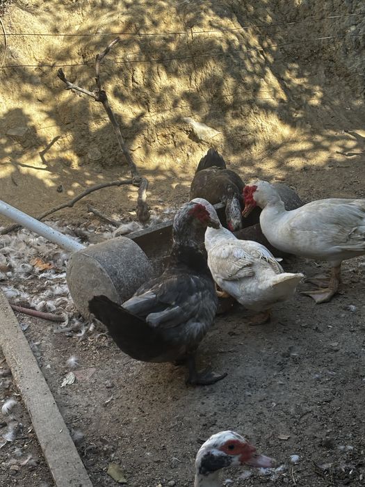 Patos e patas  grandes
