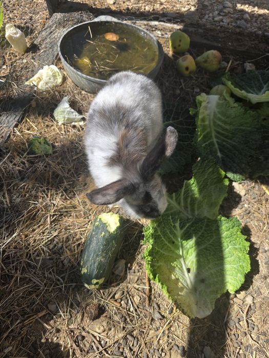 Coelhos angora pequenos