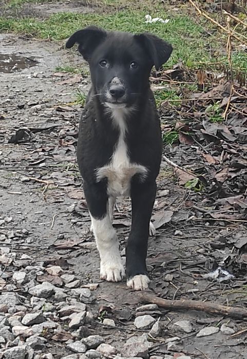 Найкращі цуценята на все місто.