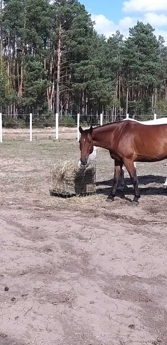 Gniady wałach 10 lat