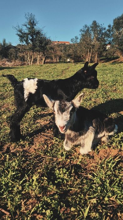 Cabras, Cabras anãs