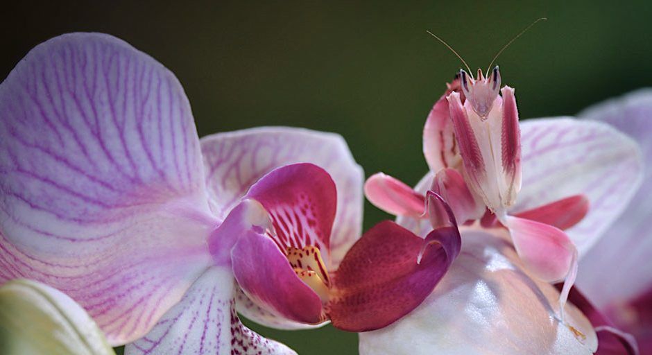 Modliszka Orchidea Storczyk Hymenopus coronatus