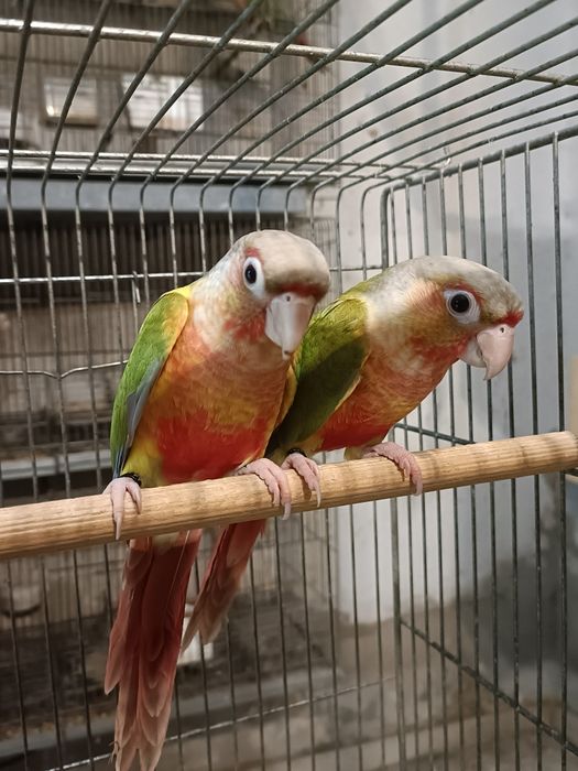 Casal Pyrruras pineapples.