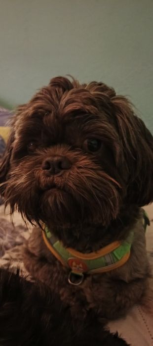 Shih tzu czekoladowy reproduktor