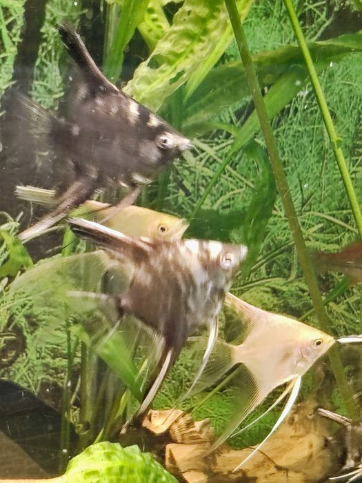 Skalary Marmur Czarny