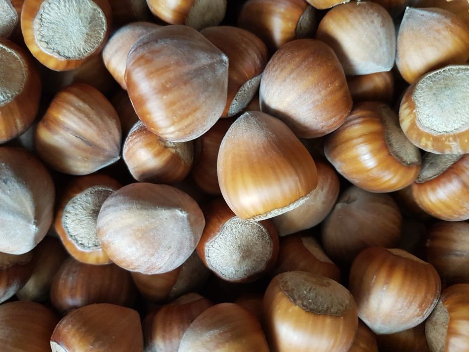 Orzechy laskowe z ogródka