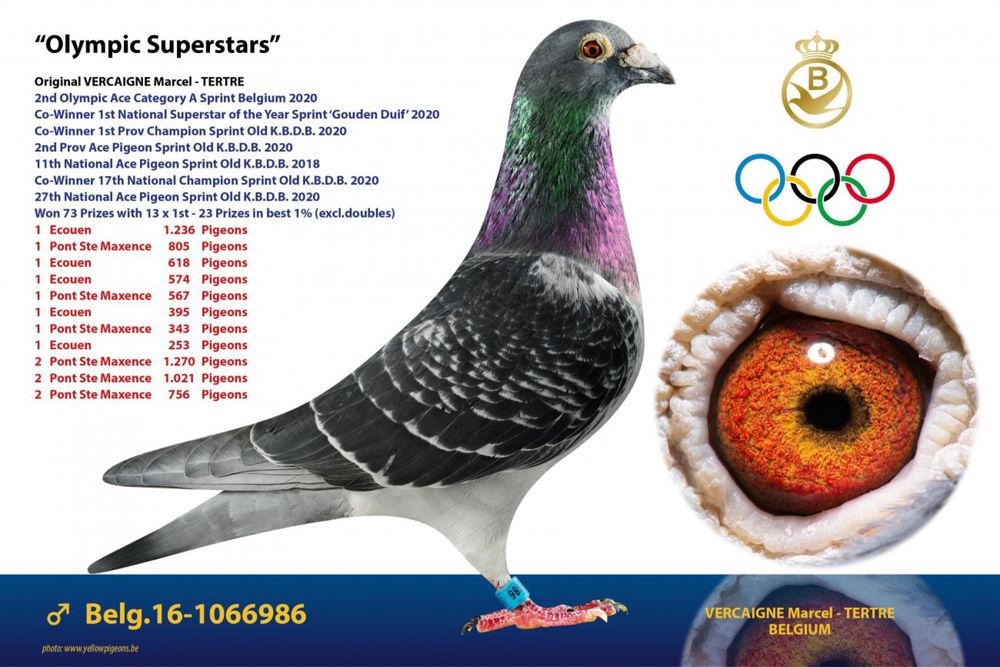 Gołąb młody 100% Marcel Vercaigne