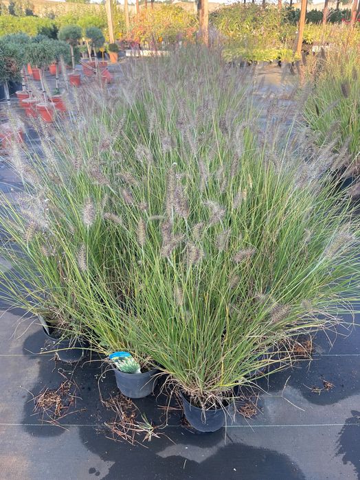 Trawa Rozplenica Japońska Hameln Cena 25 zł