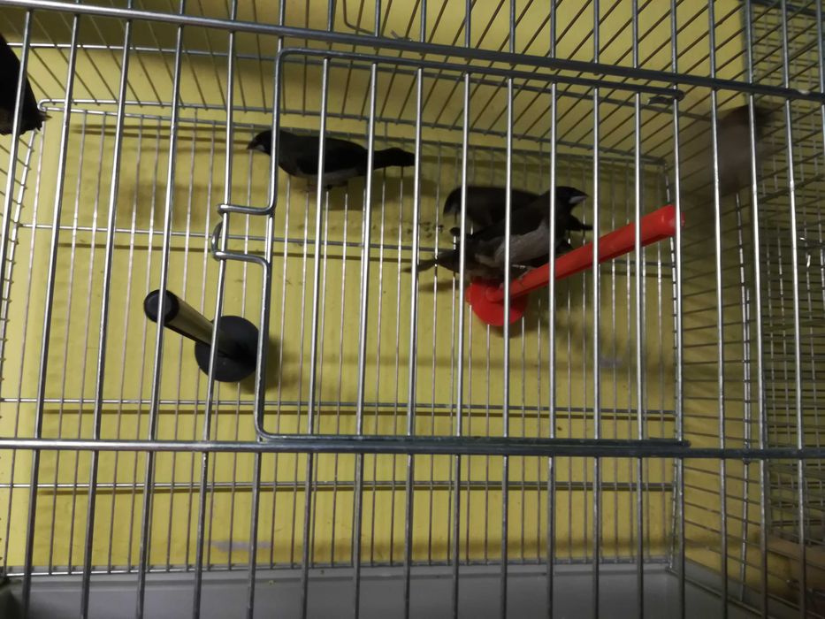 Zeberki - australijskie maleństwa