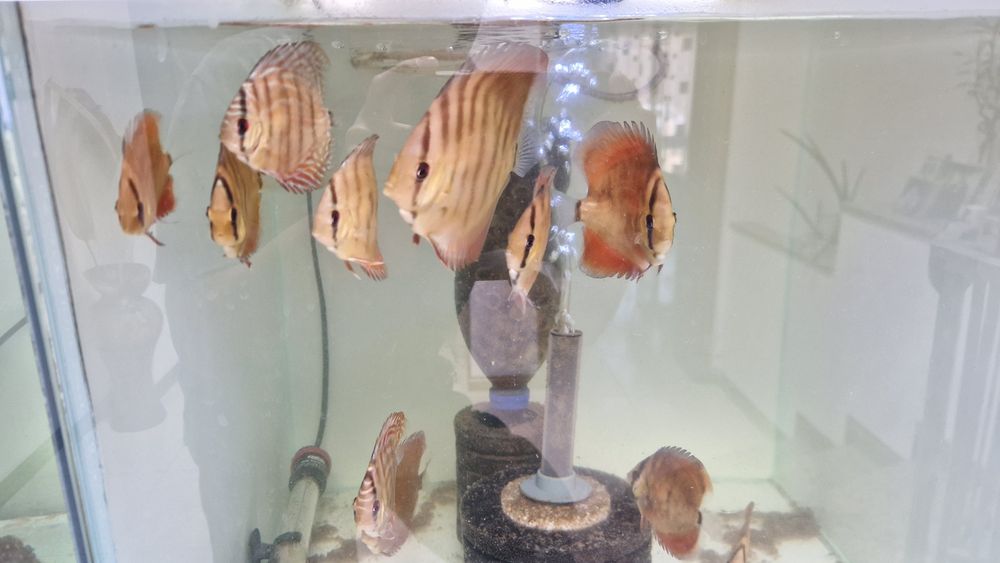 Discus juvenis red cover X turquesa