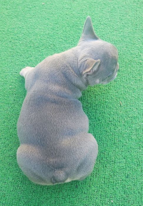 Bulldog francês fêmea blue lilac tan