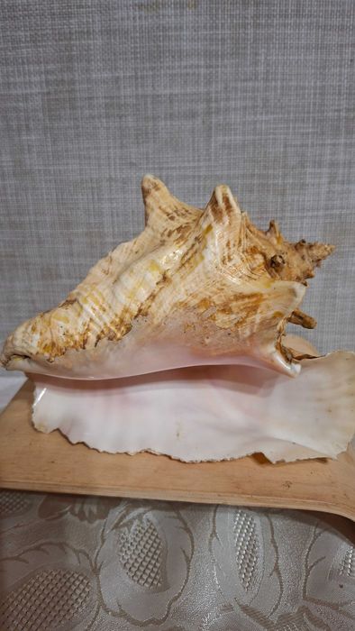 Продам  мушлі Стромбуса та Рапана